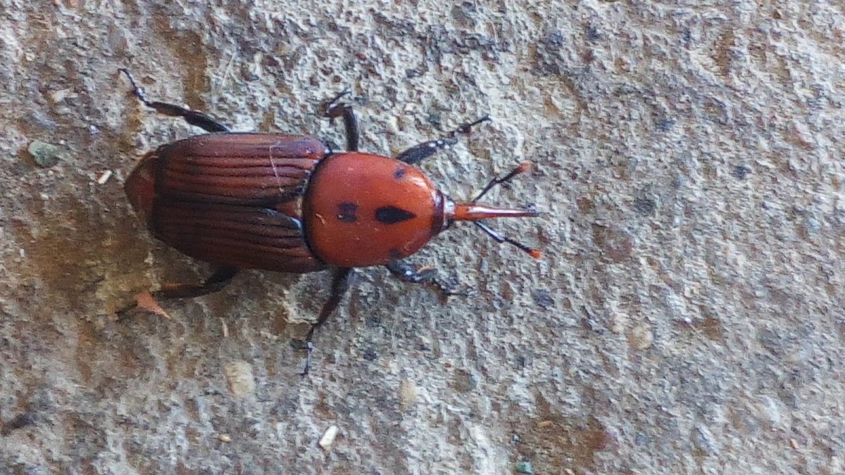 Cerâmica Do Douro - Fábrica de Cerâmica Regional Lda foto 5