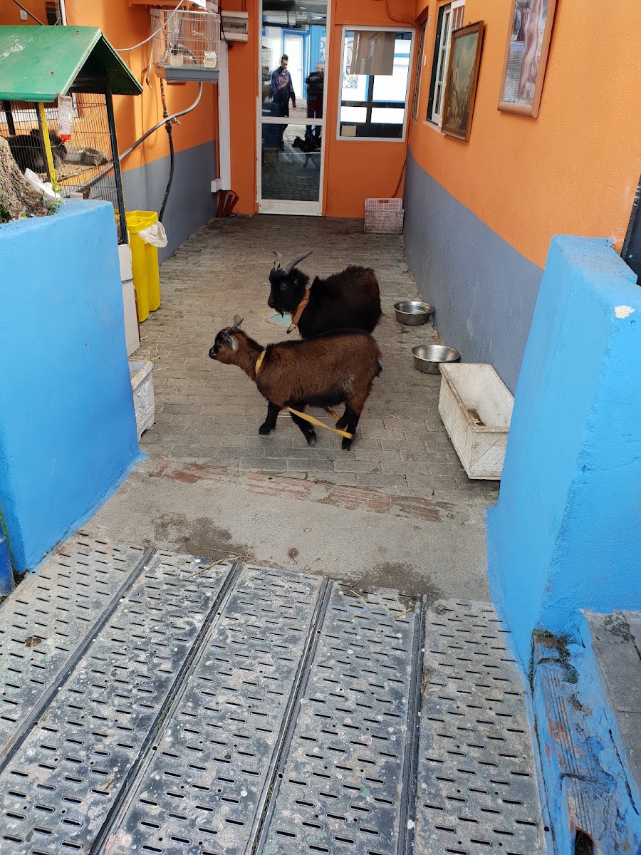 Lisboa &amp; Amorim, Lda foto 3